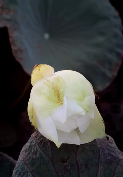 Loto blanco en la naturaleza . — Foto de Stock