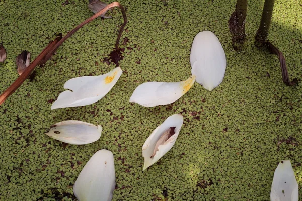 Lotus petals white in the nature. — Stock Photo, Image