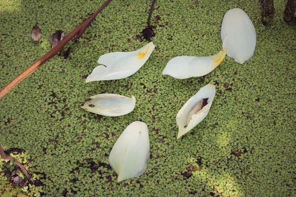 Lotus petals white in the nature. — Stock Photo, Image