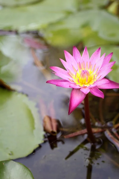 Loto rosa nella natura . — Foto Stock