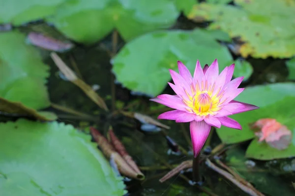 Loto viola nella natura . — Foto Stock