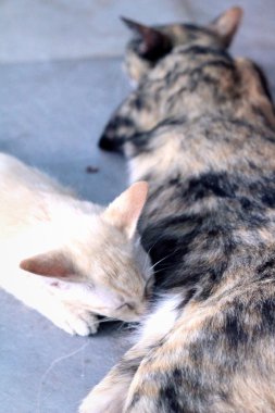Küçük yavru kedi süt kedi emme vardır.