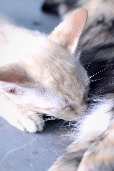 Pequeños gatitos están chupando la leche gato . —  Fotos de Stock