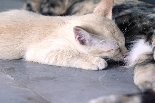 Küçük yavru kedi süt kedi emme vardır. — Stok fotoğraf