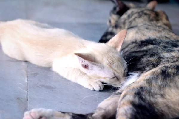 Kleine Kätzchen saugen die Milchkatze. — Stockfoto