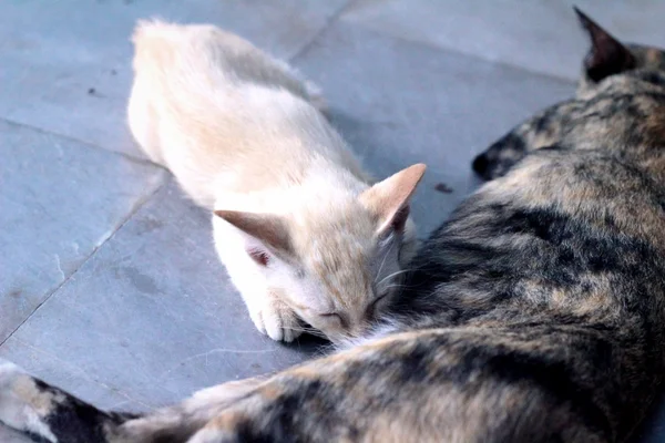 Pequeños gatitos están chupando la leche gato . —  Fotos de Stock