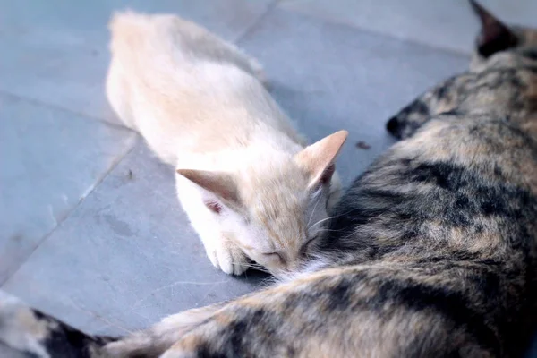 Małe kociaki są ssanie mleka kot. — Zdjęcie stockowe
