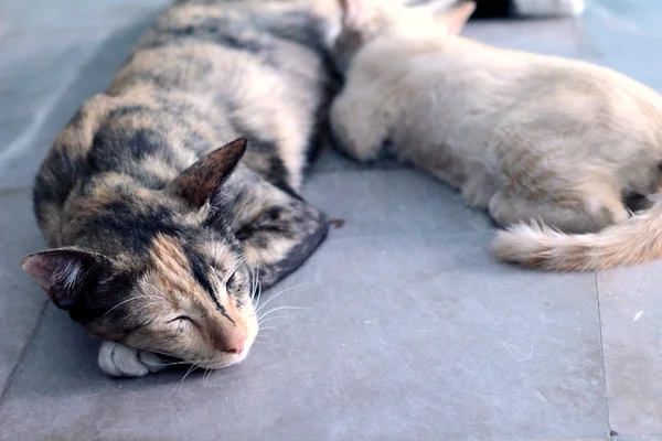 Kleine Kätzchen saugen die Milchkatze. — Stockfoto