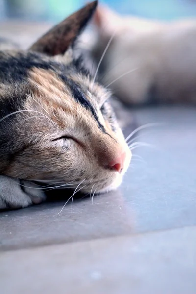 Gato durmiendo —  Fotos de Stock