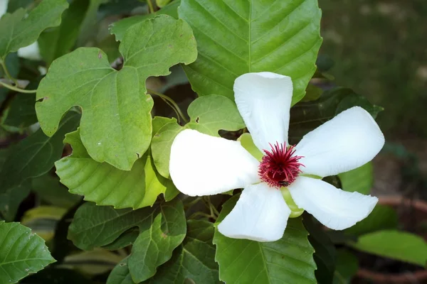 White flower in the nature. — Stock Photo, Image