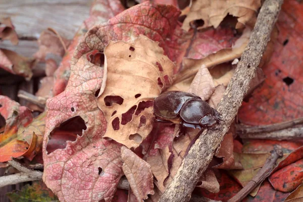 Scarabeo nero su ramoscelli secchi . — Foto Stock