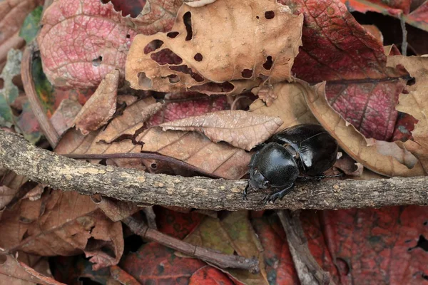 Coléoptère noir sur les rameaux secs . — Photo