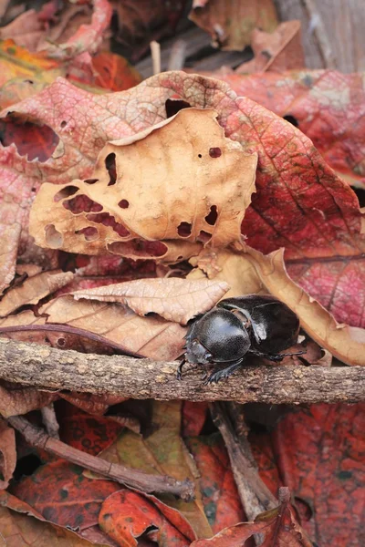 Scarabeo nero su ramoscelli secchi . — Foto Stock