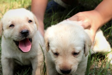 Labrador köpek yavrusu sevimli bir ay eski.