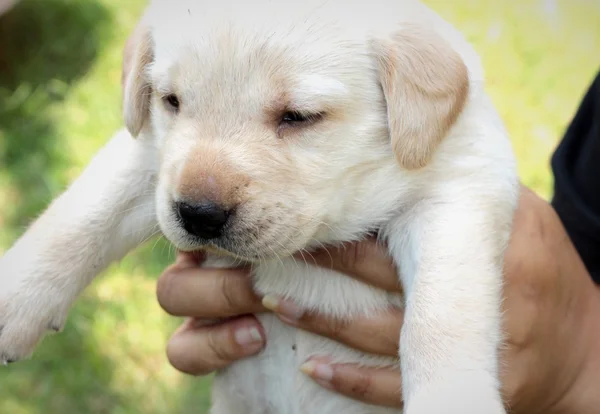 Labrador cachorro lindo de un mes de edad . — Foto de Stock