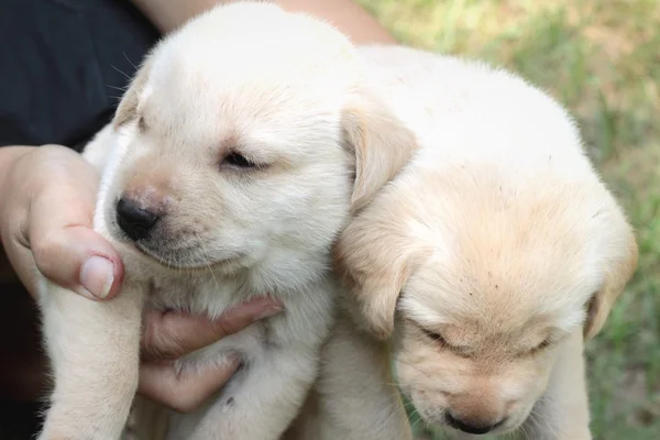 Labrador щенок симпатичный один месяц . — стоковое фото