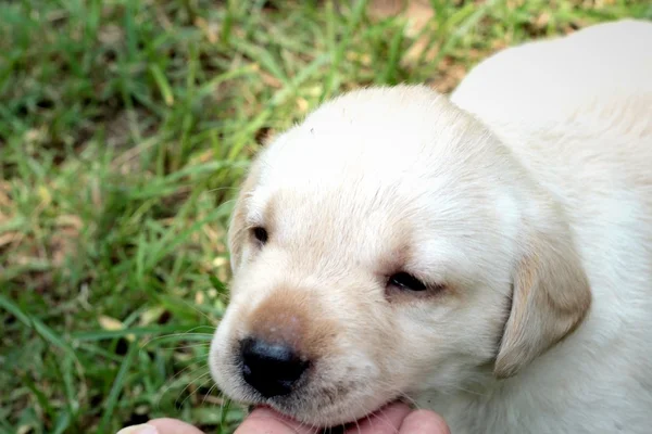 ラブラドール子犬かわいい 1 か月古い. — ストック写真