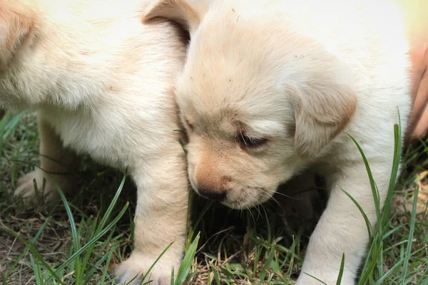 Labrador štěně roztomilé jeden měsíc staré. — Stock fotografie