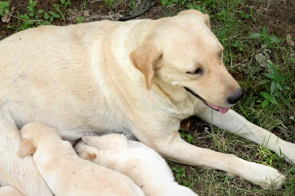 Mamá y labrador cachorros un mes viejo amamantando . — Foto de Stock