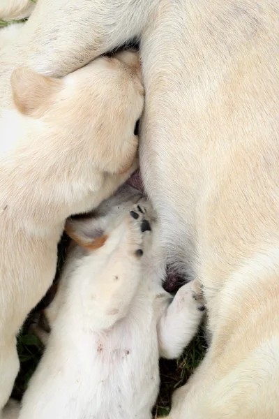 Mamá y labrador cachorros un mes viejo amamantando . — Foto de Stock