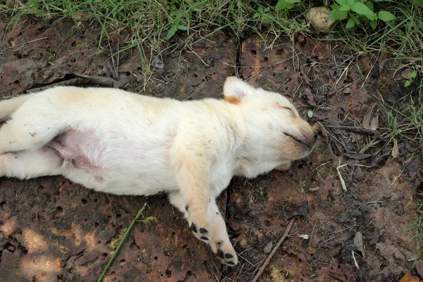 Labrador köpek yavrusu sevimli bir ay eski yatıyordu. — Stok fotoğraf