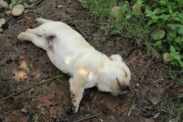 Labrador filhote bonito um mês de idade estava dormindo . — Fotografia de Stock