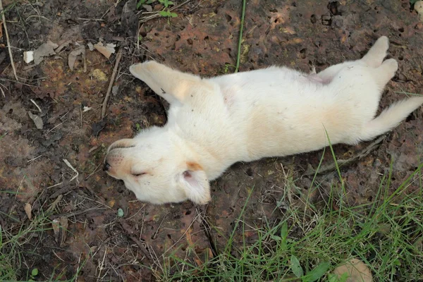 Labrador filhote bonito um mês de idade estava dormindo . — Fotografia de Stock