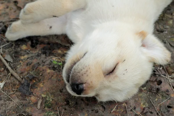 Labrador chiot mignon un mois dormait . — Photo