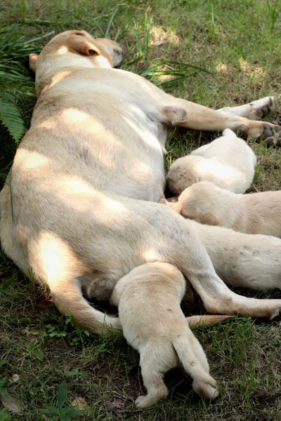 माँ और लैब्राडोर कुत्तों एक महीने पुराना चूसने . — स्टॉक फ़ोटो, इमेज
