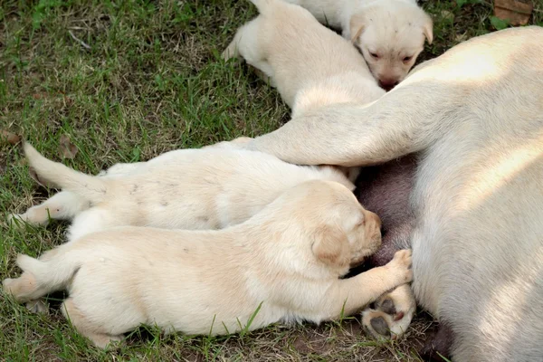 Mama i labrador szczenięta jeden miesiąc stary karmienia. — Zdjęcie stockowe