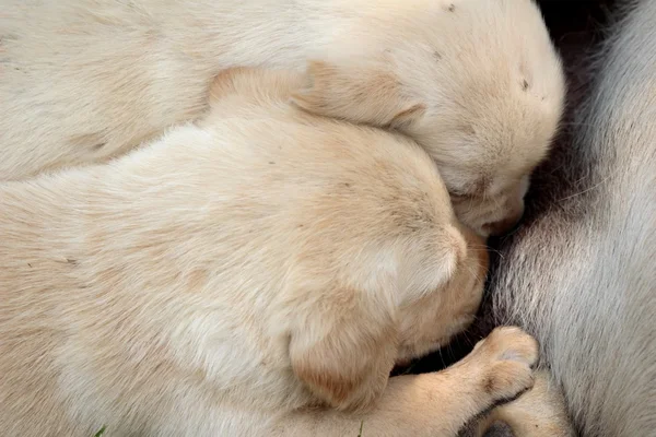 Maminka a labrador štěňata měsíc staré kojení. — Stock fotografie