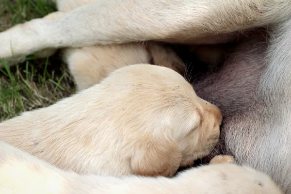 Mama și labrador pui de o lună alăptând . — Fotografie, imagine de stoc