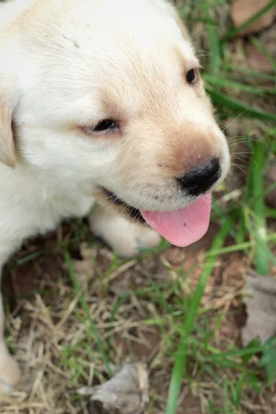 Labrador cachorro lindo de un mes de edad . —  Fotos de Stock