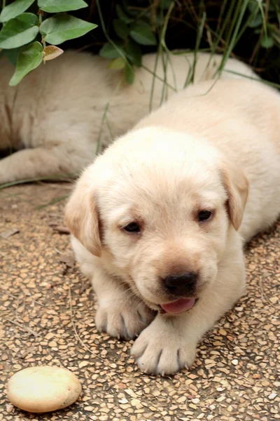 Labrador štěně roztomilé jeden měsíc staré. — Stock fotografie