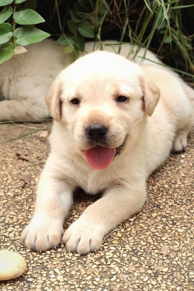 Labrador köpek yavrusu sevimli bir ay eski. — Stok fotoğraf