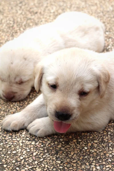 Labrador cachorrinho bonito um mês de idade . — Fotografia de Stock