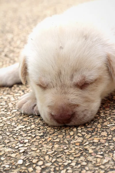 Labrador filhote bonito um mês de idade estava dormindo . — Fotografia de Stock