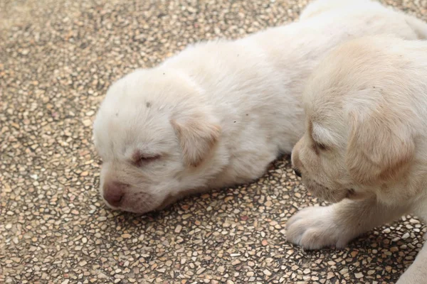 Labrador köpek yavrusu sevimli bir ay eski yatıyordu. — Stok fotoğraf
