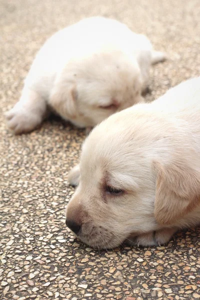 Labrador filhote bonito um mês de idade estava dormindo . — Fotografia de Stock