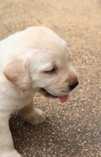 Labrador puppy schattig één maand oud. — Stockfoto