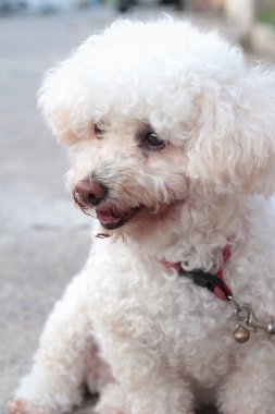 Beyaz kaniş köpek oturma bakıyordu..