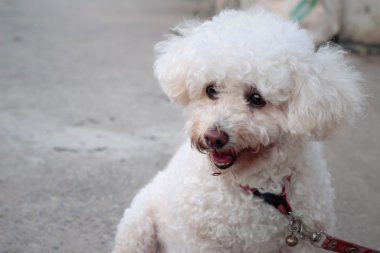 Beyaz kaniş köpek oturma bakıyordu..