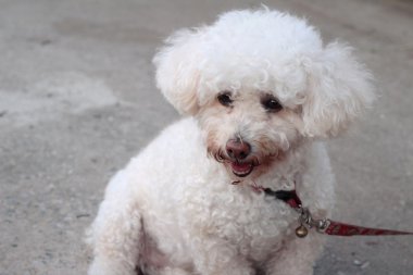 Beyaz kaniş köpek oturma bakıyordu..