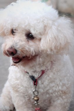 Beyaz kaniş köpek oturma bakıyordu..