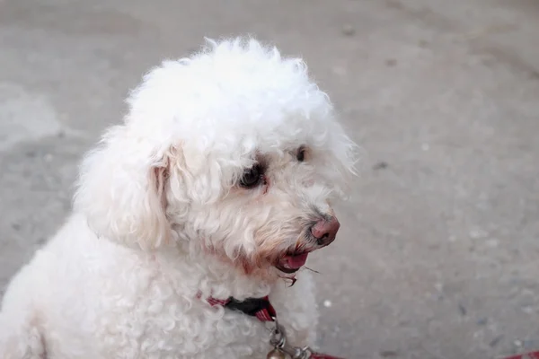 Perro caniche blanco sentado mirando . — Foto de Stock