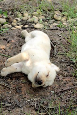 Labrador köpek yavrusu sevimli bir ay eski yatıyordu.