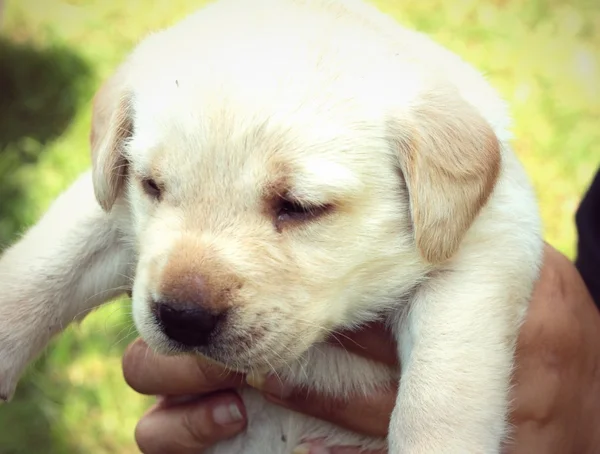 Labrador щенок симпатичный один месяц . — стоковое фото