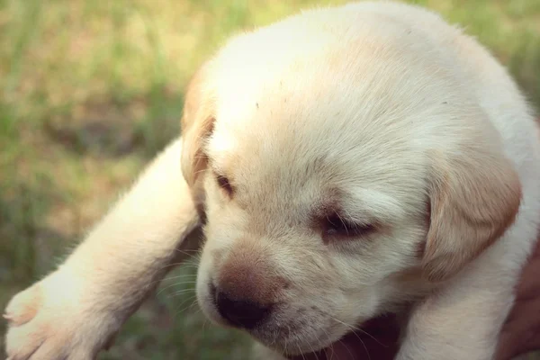 Labrador puppy cute one month old. — Stock Photo, Image