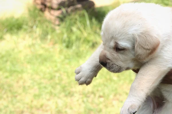 ラブラドール子犬かわいい 1 か月古い. — ストック写真