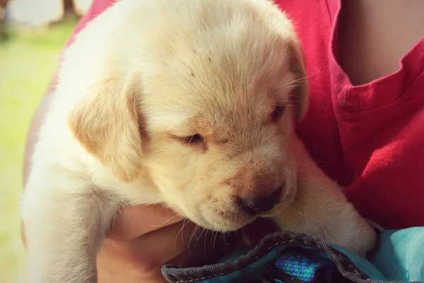 Labrador puppy schattig één maand oud. — Stockfoto